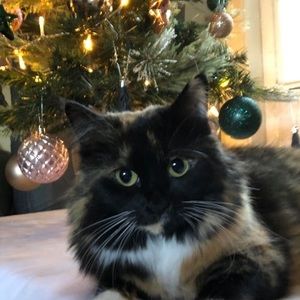 Meet your Posher, Aneliese